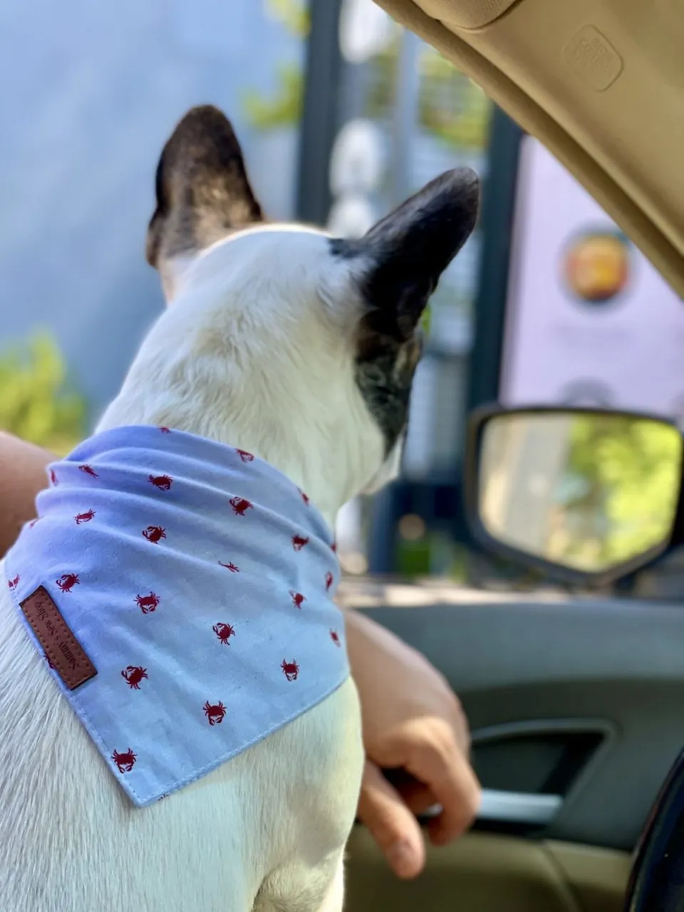 Krabby Dog Bandana